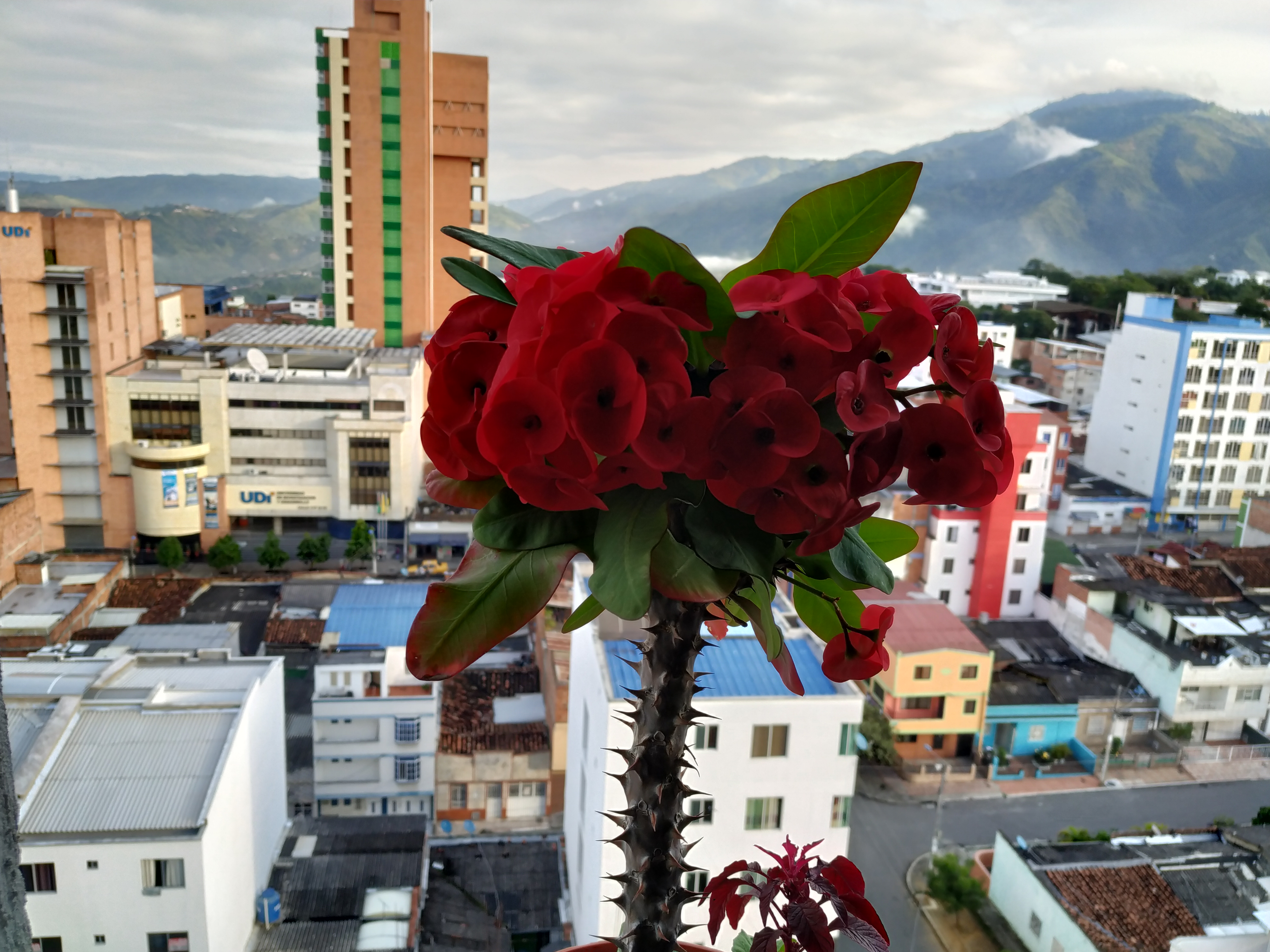 Foto