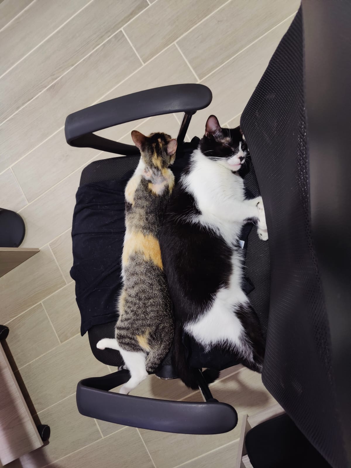 Foto